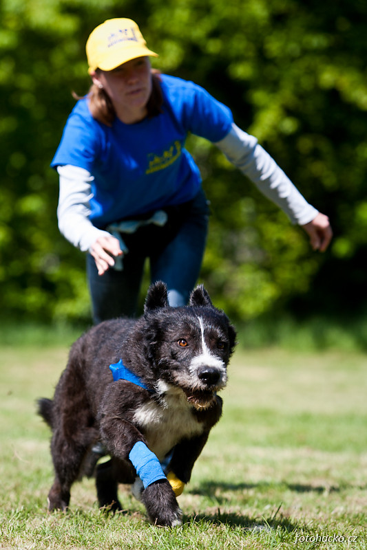 201105-flyball-eagerscup-0966.jpg