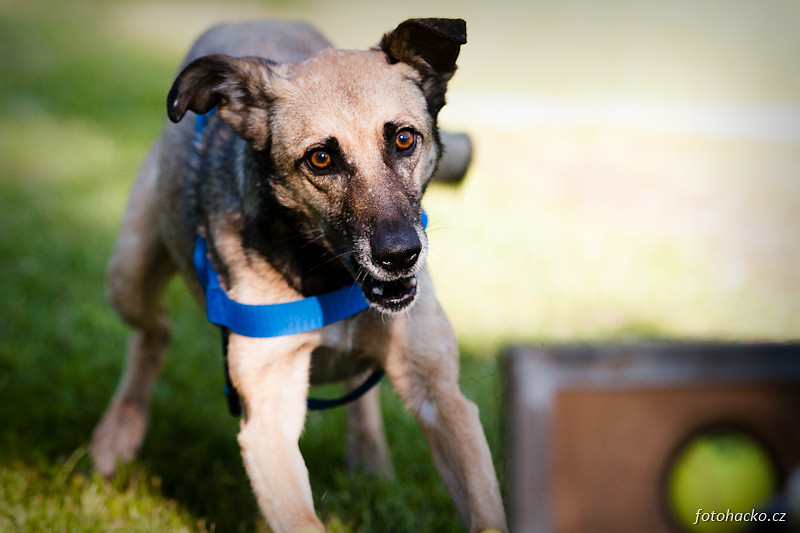 201105-flyball-eagerscup-2027.jpg