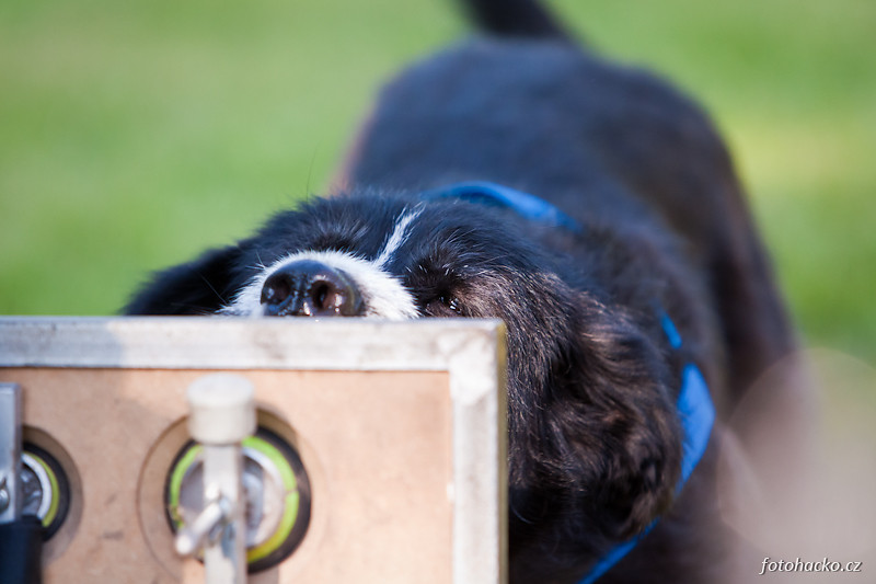 201105-flyball-eagerscup-2045.jpg