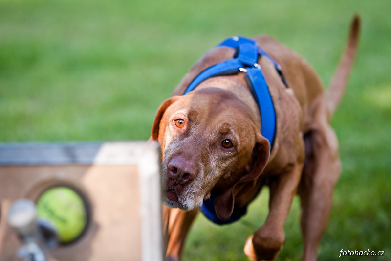 201105-flyball-eagerscup-2070.jpg