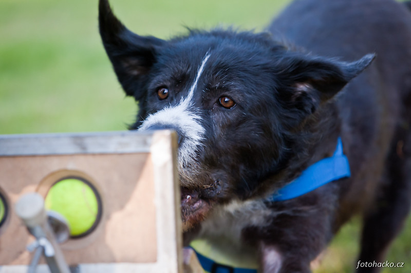 201105-flyball-eagerscup-2078.jpg