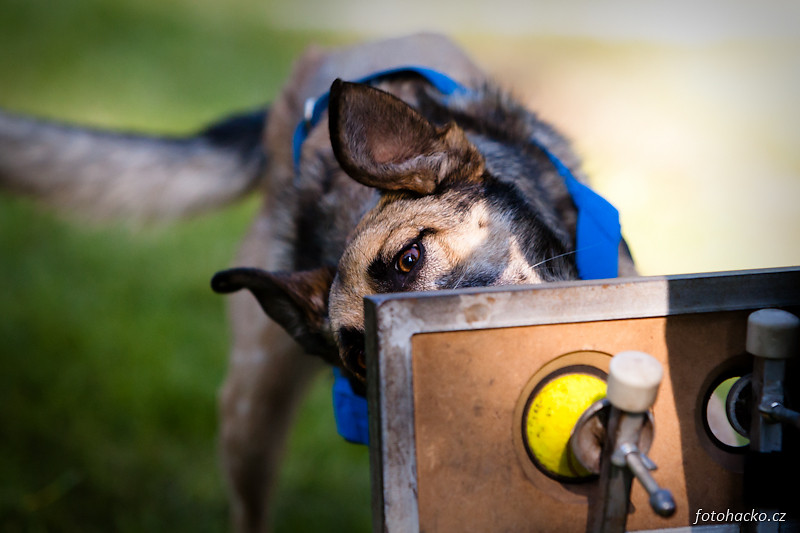 201105-flyball-eagerscup-2113.jpg