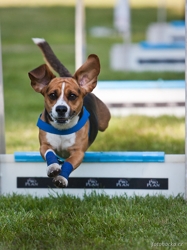 201105-flyball-eagerscup-2130.jpg