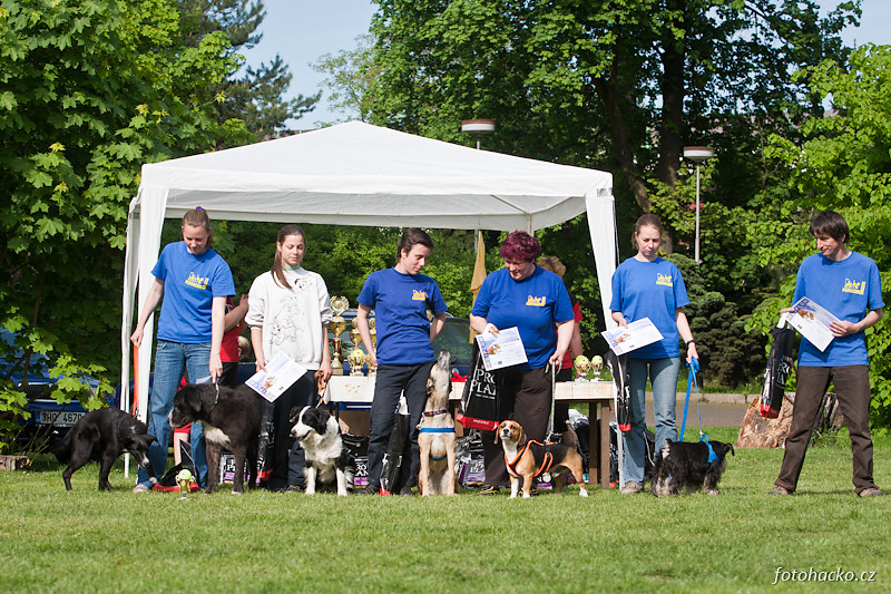 201105-flyball-eagerscup-3209.jpg