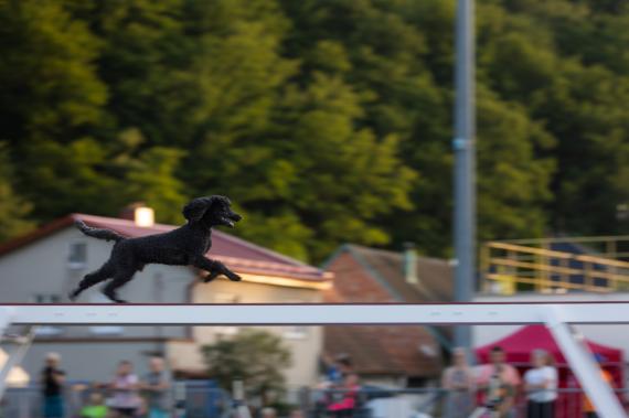 Jméno fotky: fotka 140 / 400