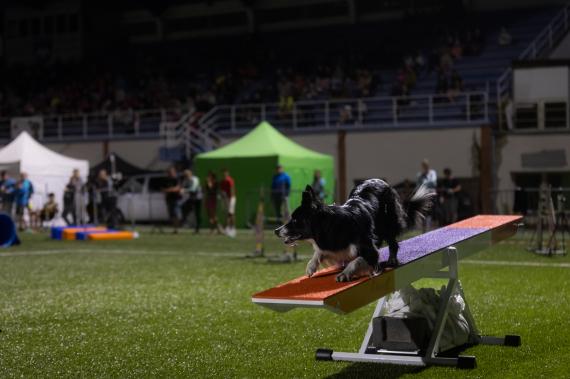 Jméno fotky: fotka 239 / 400