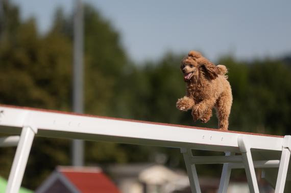 Jméno fotky: fotka 323 / 400