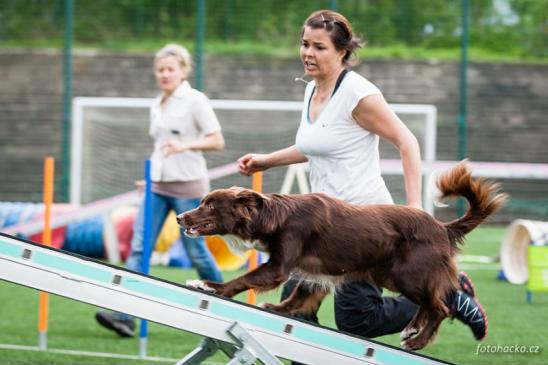 Fotka pro galerii Děčín - DogFriends kvalifikačky 2014 - 1. QZ dospělých