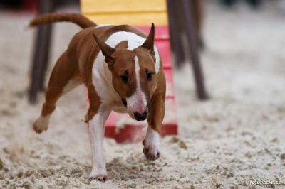 Fotka pro galerii Neoficiální závody agility v Masečíně