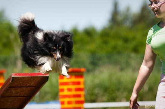 Fotka pro galerii Agility v přesluněných Budějcích