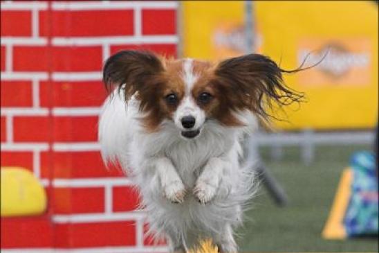 Fotka pro galerii Kennel Cup 2007, Březiněves